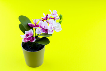 Pink orchid in flower pot on colored yellow background. Orchid flower banner with copy space,...