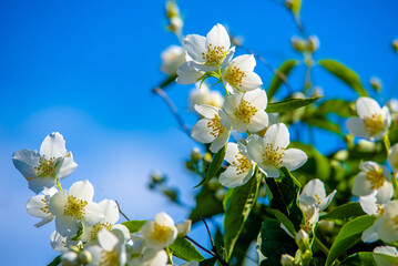 Jasmine blossom branch in the garden in spring
