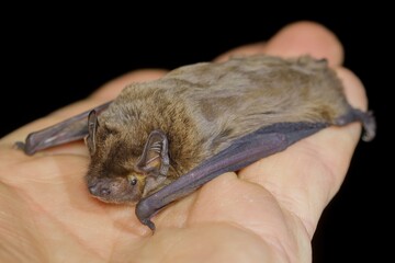 The lesser noctule, Leisler's bat or the Irish bat (Nyctalus leisleri) on the hand of a...