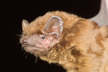 The common noctule bat (Nyctalus noctula) head detail