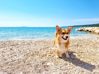 Pembroke welsh corgi playing and enjoying day at the beach on the island Pag, Croatia, Europe....