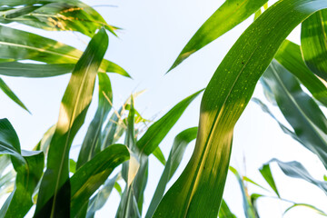 Fototapeta na wymiar corn field close-up view