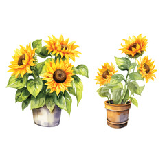 Sunflower Watercolor isolated on PNG background