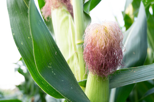 corn field close-up view