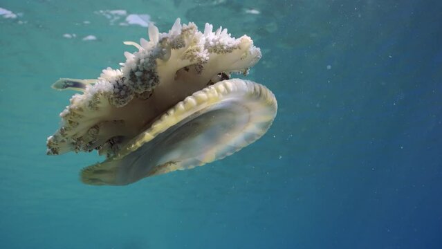 Upside Down Jellyfish (Cassiopea andromeda) swim down under surface of blue water on bright sunny day in sunbeams, slow motion