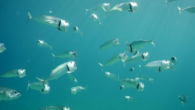 School of Striped Mackerel or Indian Nackerel (Rastrelliger kanagurta) swimming with open mouths, filtering for plankton, on sunny day