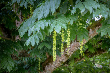 Beautiful fast growing wingnut tree or Pterocarya in the urban park of Epinal in France, Vosges...