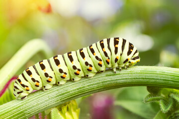 Macro of Caterpillar Papilio Machaon swallowtail caterpillar feeding on Fennel branches. details in nature.