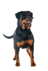 Fototapeta premium rottweiler in studio