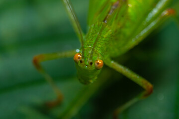 insecto macro