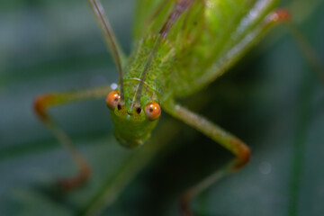 insecto macro