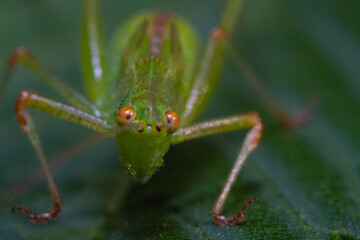 insecto macro