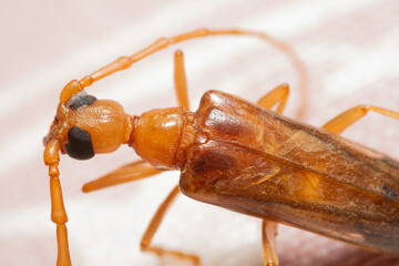 insecto macro