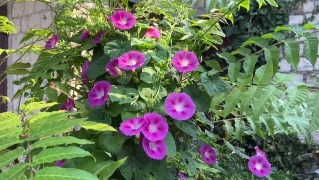 Morning glory Ipomoea  flowers tender annual climber  plant in the garden