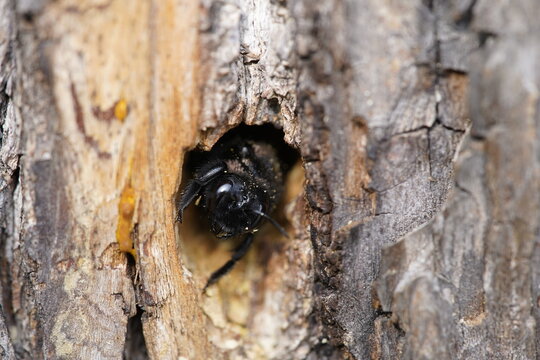 
Traces of carpenter bees on a linden tree.  Carpenter bees (Xylocopa iris)  are species in the genus Xylocopa of the subfamily Xylocopinae. Hanover &ndash; Berggarten, Germany.
