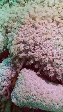 Vertical video, Close-up of Flowerpot coral or Anemone coral (Goniopora columna), Slow motion. Natural underwater background of coral polyps