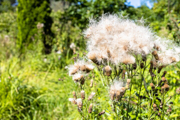 fluffy thistle seeds on plant close up on green meadow on sunny summer day