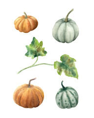 Set of watercolor pumpkins and pumpkin leaf. Hand drawn watercolor orange, grey and green pumpkins.