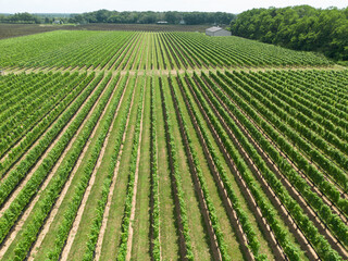 Row of grapevines Long Island vineyard farm field as seen from above