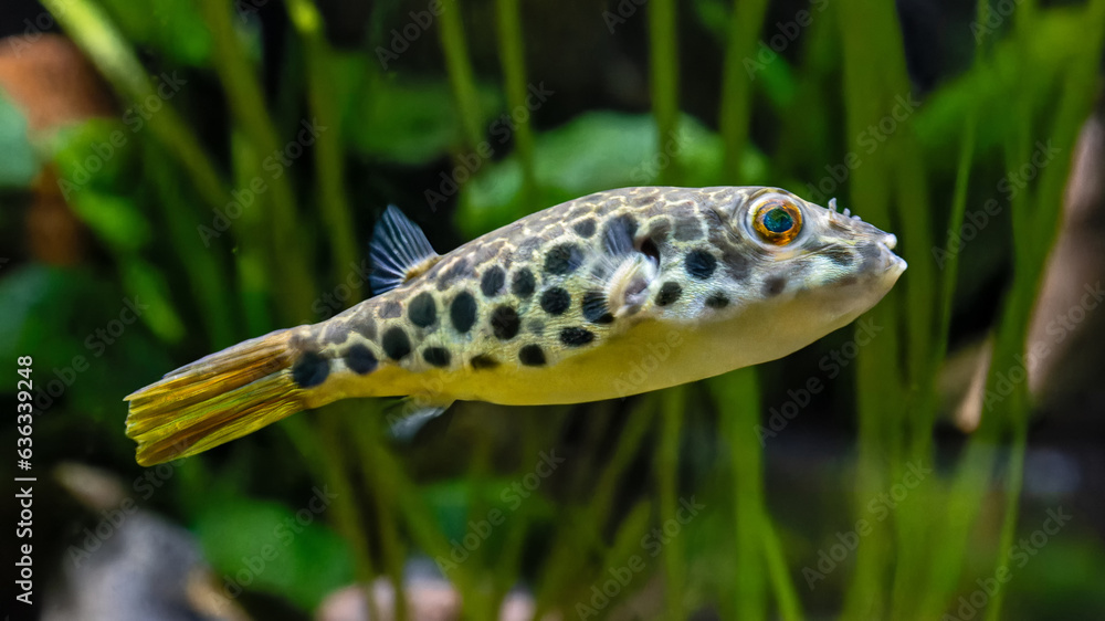 Wall mural close-up view of a leopard pufferfish (tetraodon schoutedeni)