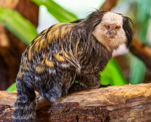 Close up of a White-headed marmoset (Callithrix geoffroyi)