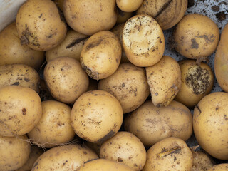 Raw potatoes close-up