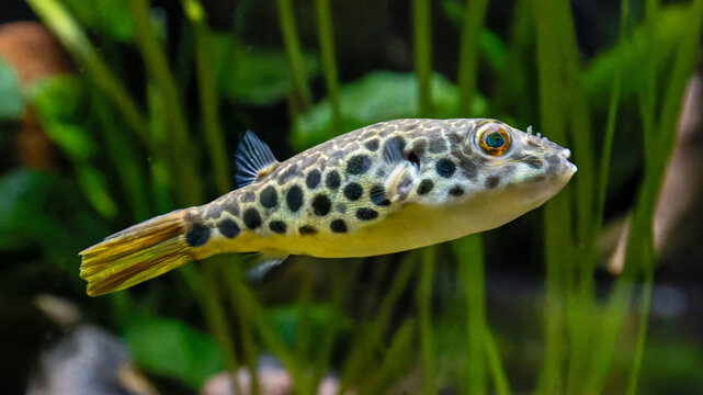 Close-up view of a Leopard pufferfish (Tetraodon schoutedeni)
