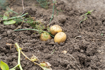 Raw potatoes in field
