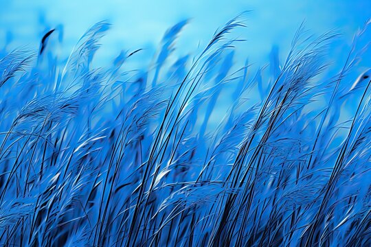 Blue Grass Background. A Lush Field of Altered Green Grass Under Summer Sky with Hues of Blue and Blueish Colors