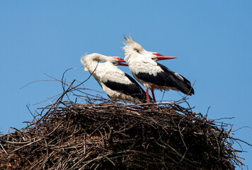 Close-up of a family of storks sitting in a nest, flapping their wings and tapping their beaks as if dancing a beautiful synchronised dance, two birds against a blue summer sky 