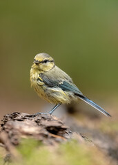 Mésange ( IA bruit )
