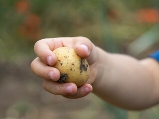 Small child's hand holding a raw dirty potato in field close-up