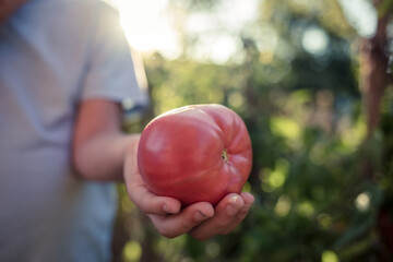 A child holding ripe red tomatoes in the farm. Smiling boy holding freshly picked tomato.