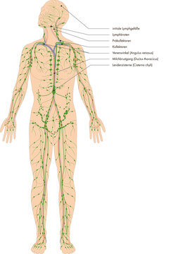 Infografik Lehrmaterial: Lymphatisches System des Menschen - Lymphsystem - Lymphgefäße Lymphknoten - Beschriftung: deutsch / latein