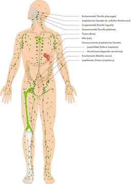 Infografik Lehrmaterial: Lymphorgane - Lymphatisches System des Menschen - Lymphsystem - Beschriftung: deutsch / latein