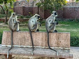 Three Gray Langur Monkeys