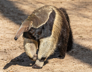 Frontal view of a Giant anteater (Myrmecophaga tridactyla)