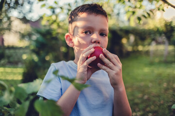 Close up of little boy eating ripe tomato. Cute little boy eating tomato in garden in summer.