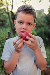 Close up of little boy eating ripe tomato. Cute little boy eating tomato in garden in summer.