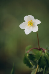 flower of a flower