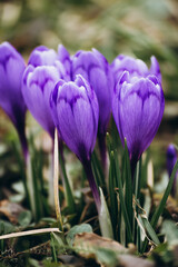 crocus