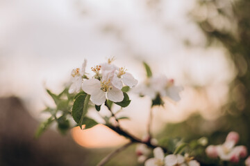 Obraz premium blooming tree