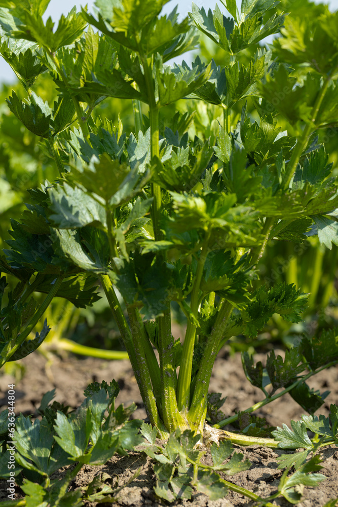 Wall mural Celery. Vegetables. Farming. Es Uffelte Drenthe Netherlands. 