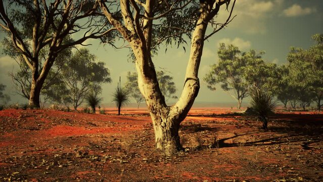 acacia tree in the open savanna plains of East Africa Botswana