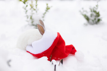 White rabbit looking into red Santa Claus hat which is laying on the snow.