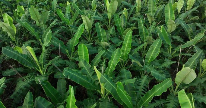 Aerial footage of drone flying over banana trees growing at field