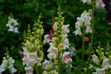 Apple blossom snapdragons growing in an outdoor garden space.