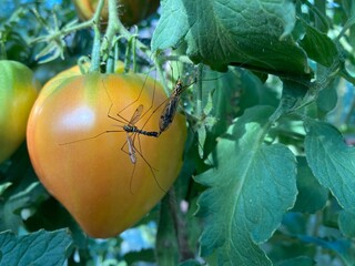 Couple mosquito copulating on tomatoes  - 636349451