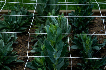 Lisianthus plants growing above the garden netting.