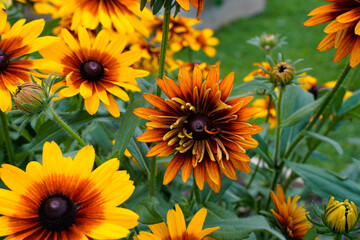Flower bed of a variety of rudbeckia flowers.